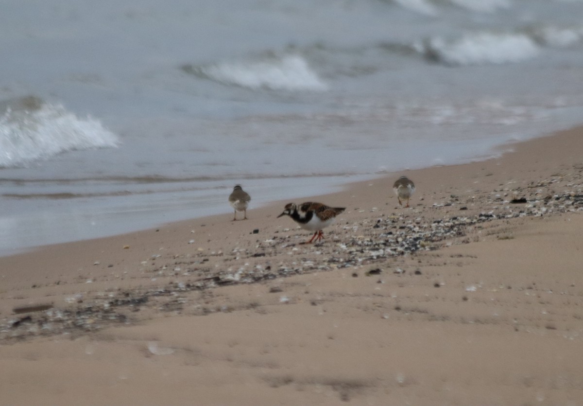 Ruddy Turnstone - ML636520677
