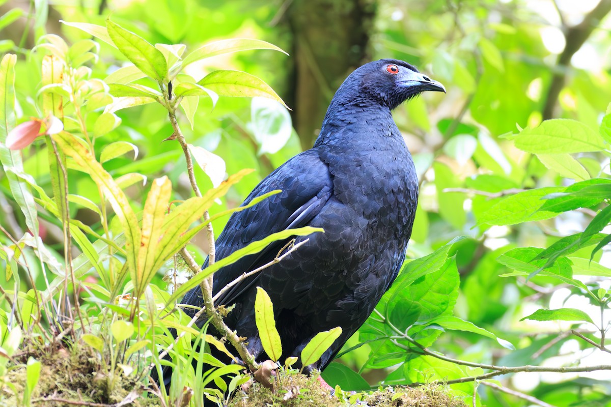 Black Guan - ML636520800