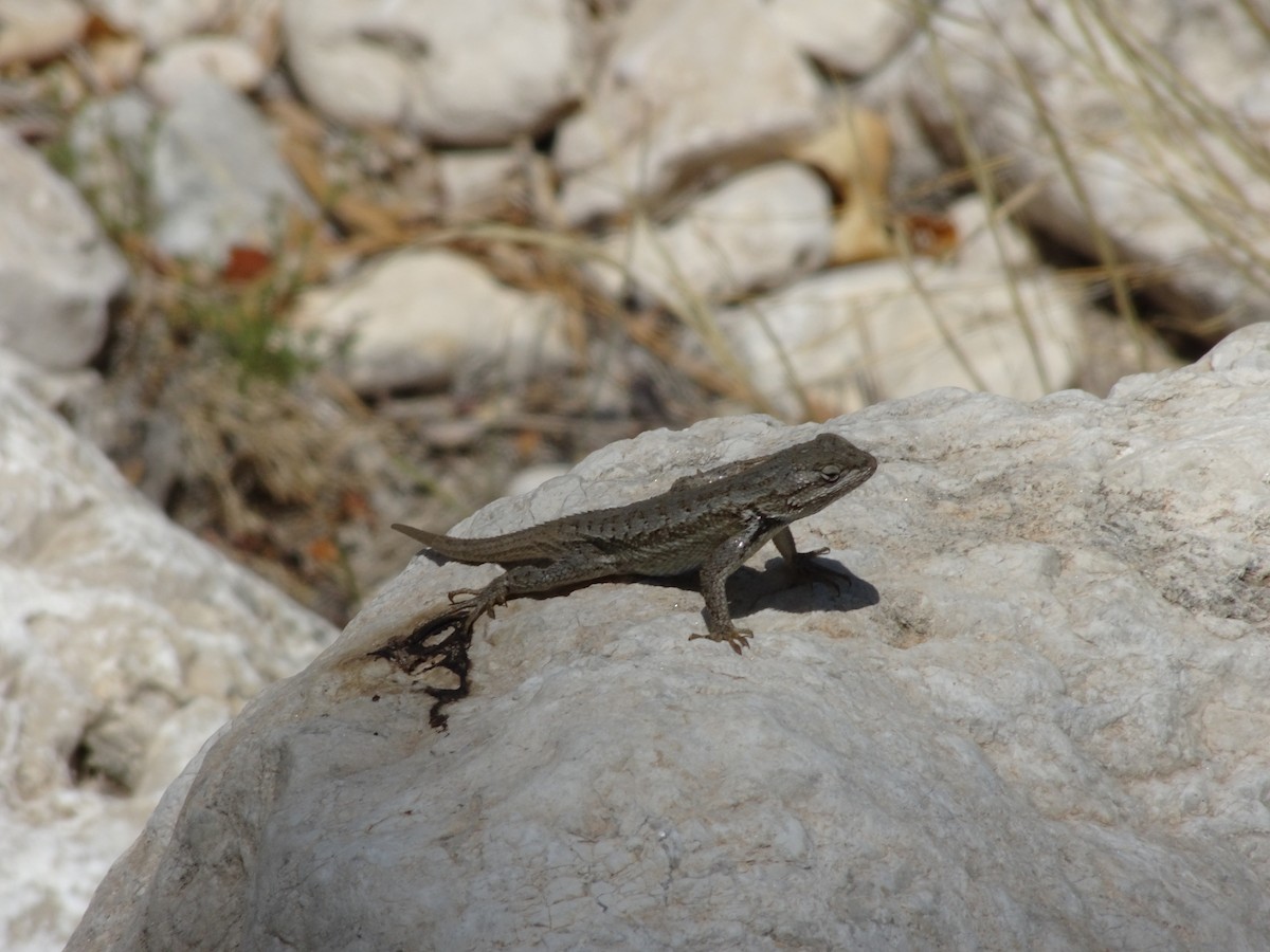 Southwestern Fence Lizard - ML636520809