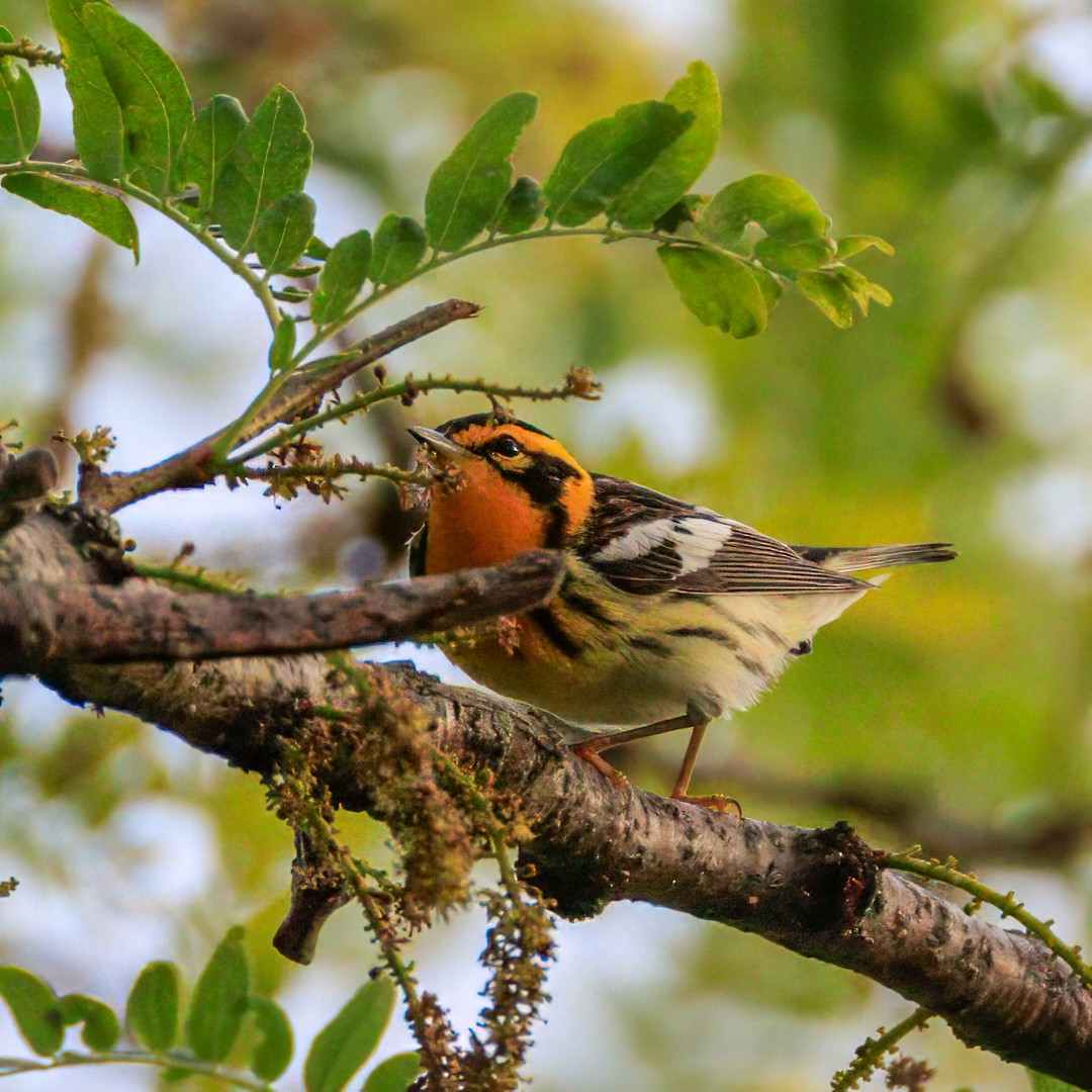 Blackburnian Warbler - ML636520819