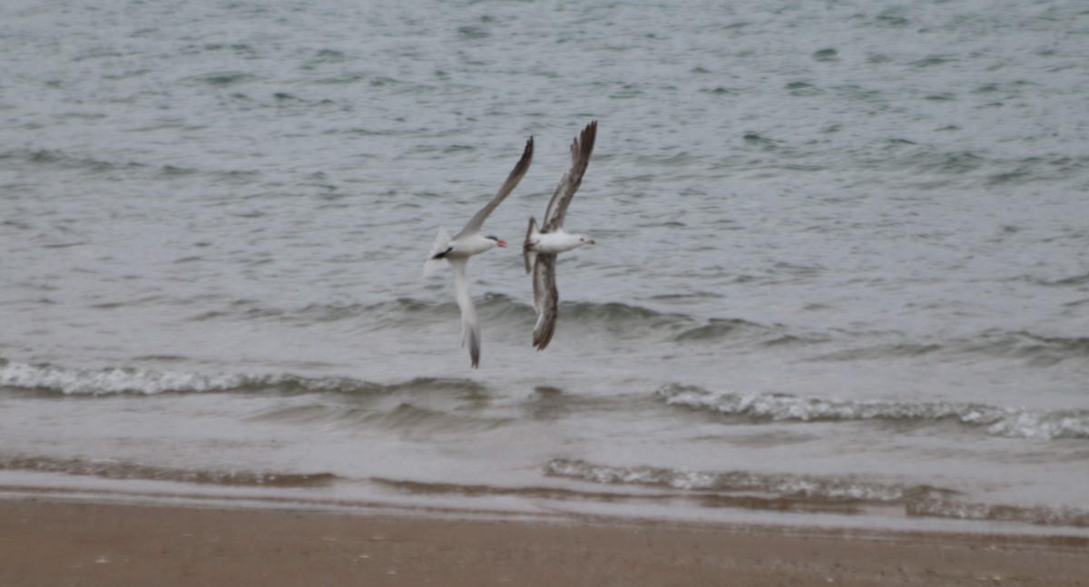 Caspian Tern - ML636520835