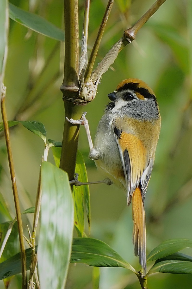 Black-throated Parrotbill - ML636520867