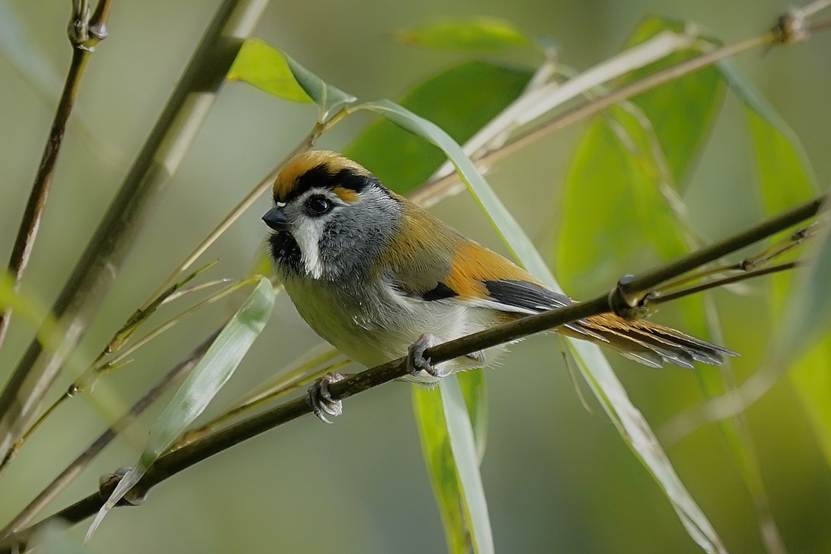 Black-throated Parrotbill - ML636520874
