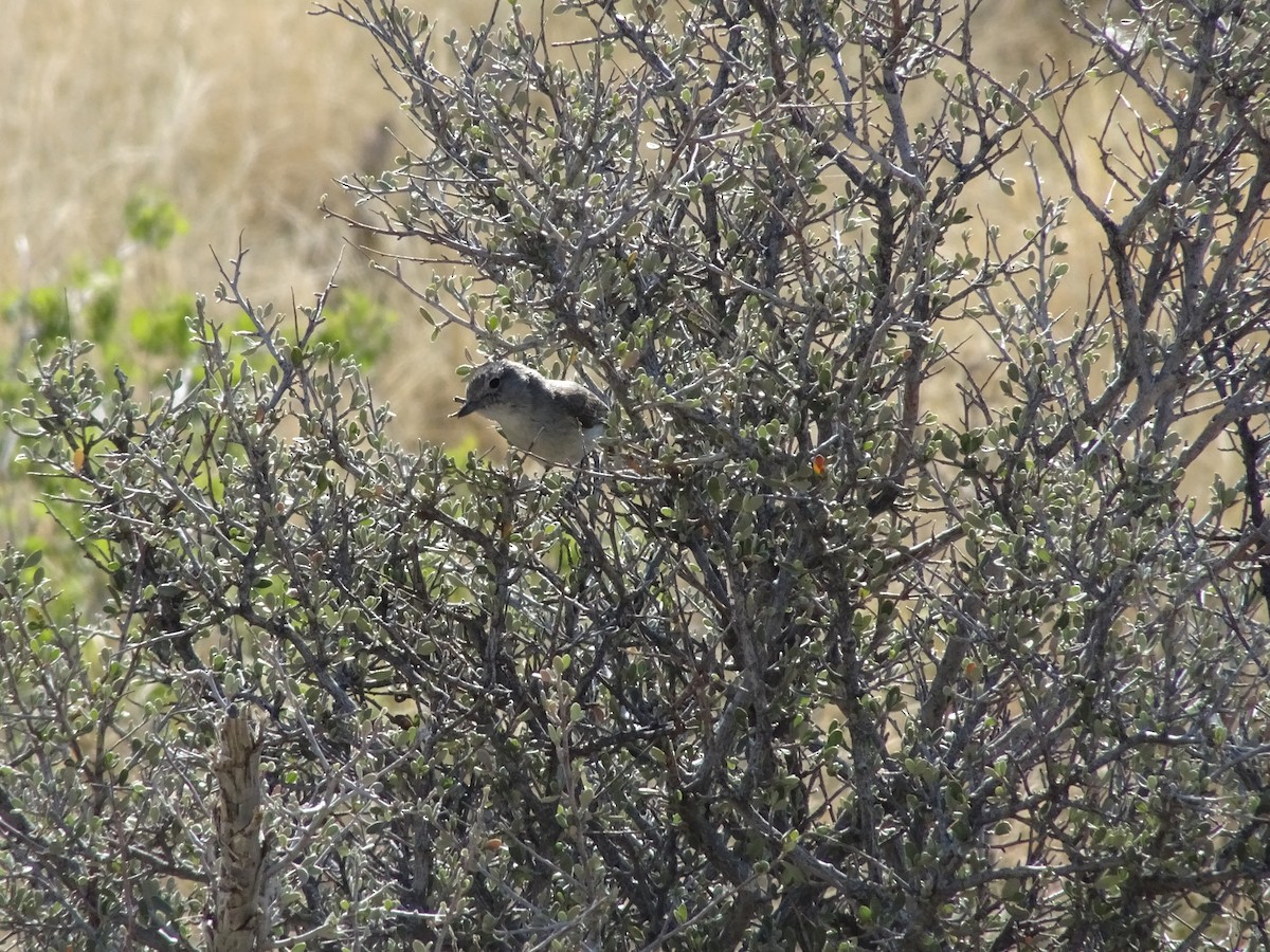 Gray Vireo - ML636520890