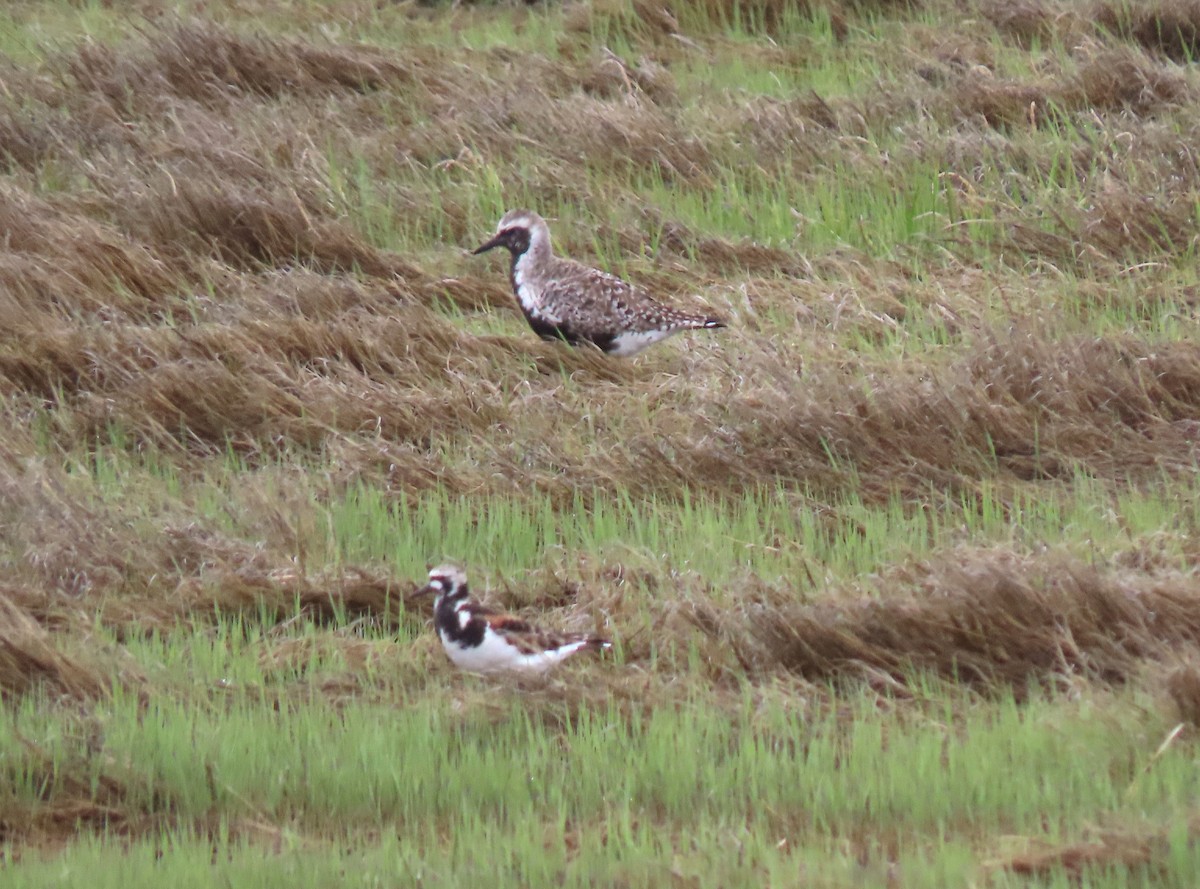 Ruddy Turnstone - ML636520909
