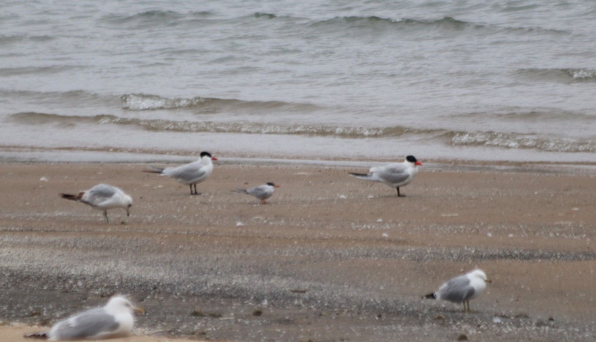 Common Tern - ML636520913