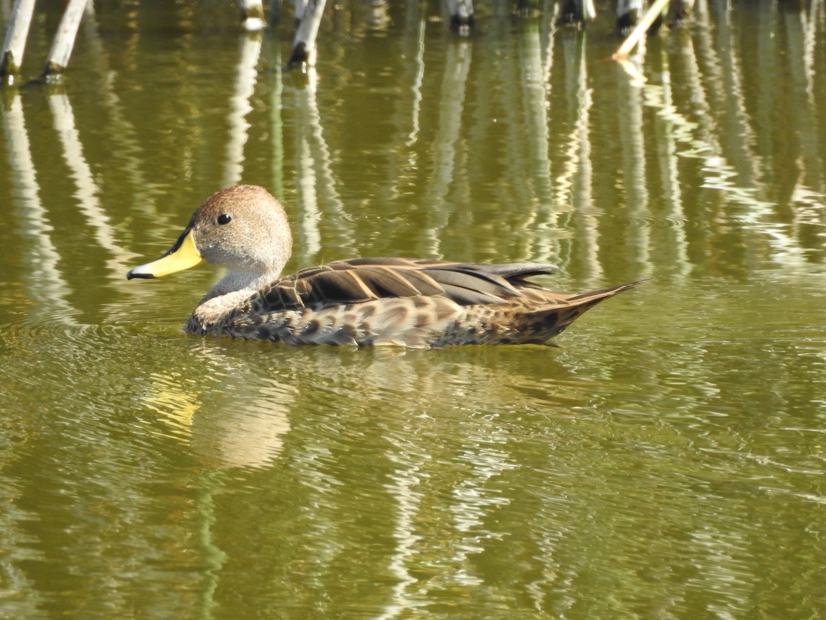 Yellow-billed Pintail - ML636520920