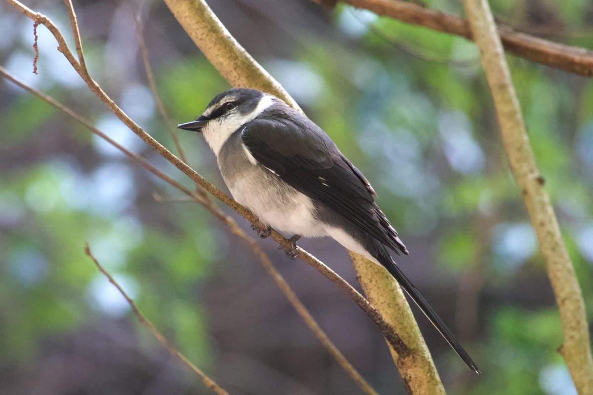 Ryukyu Minivet - ML636520946