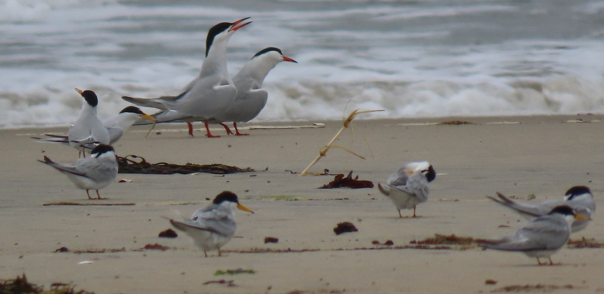 Common Tern - ML636520960