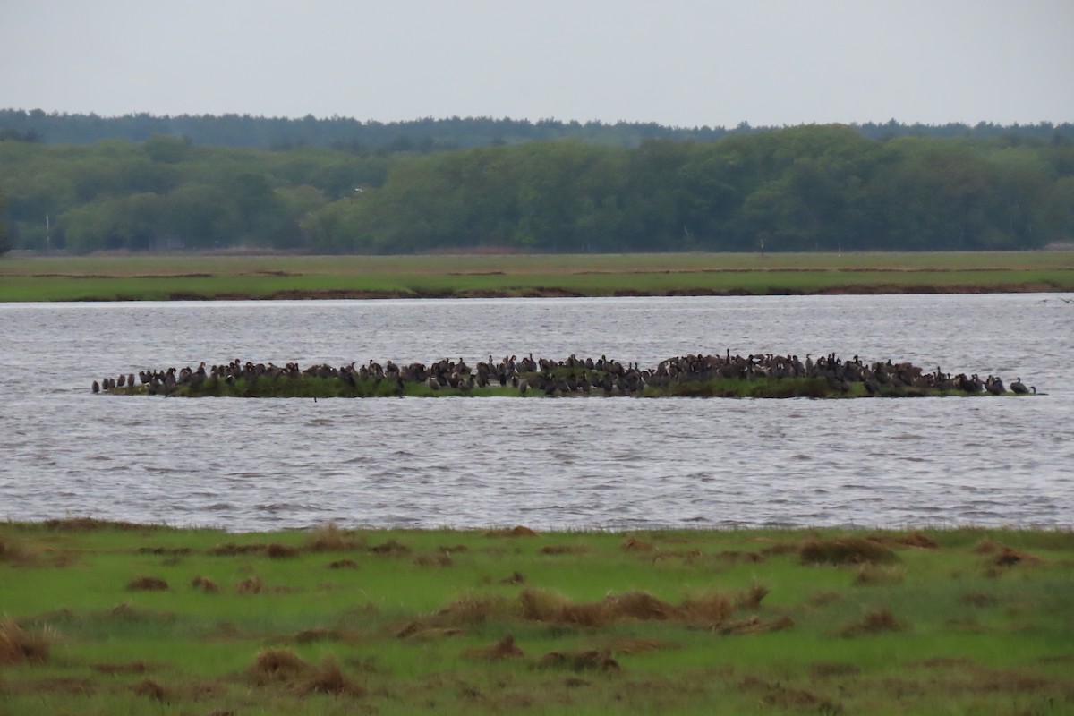 Double-crested Cormorant - ML636520973