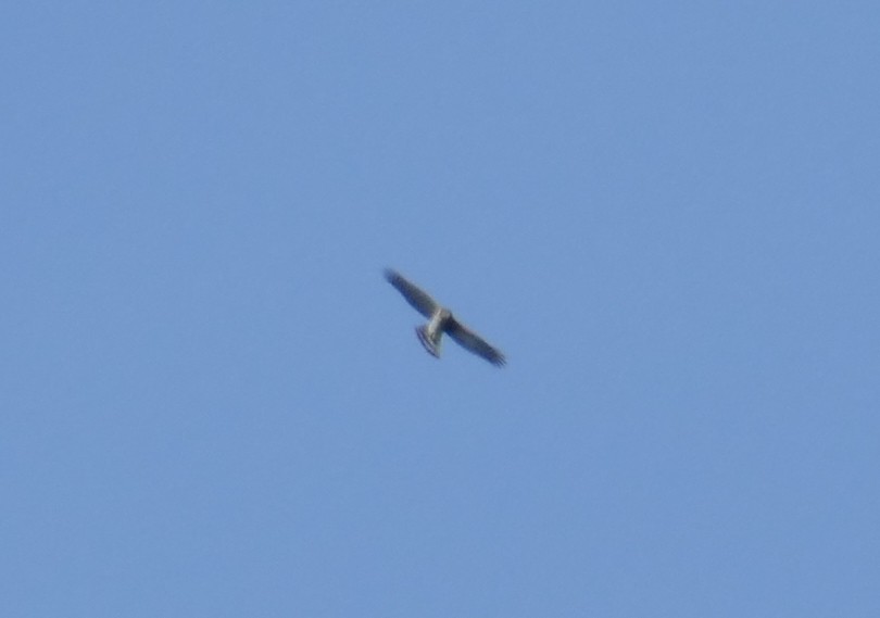 Cooper's Hawk - ML636520983