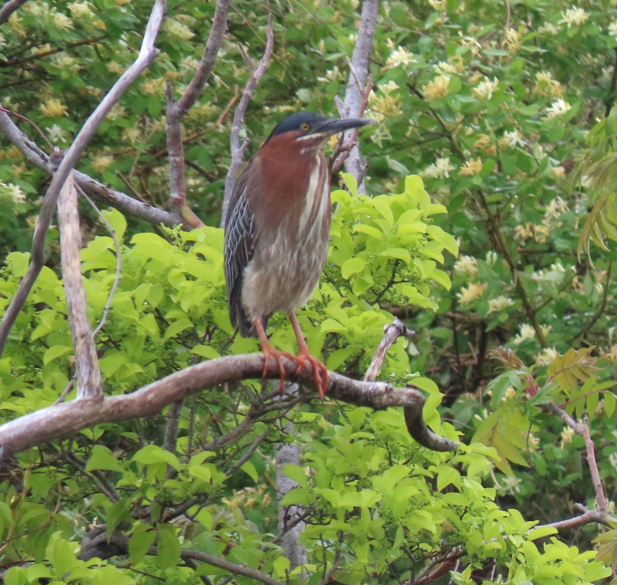 Green Heron - ML636520994