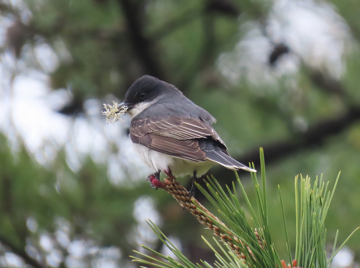 Eastern Kingbird - ML636521013