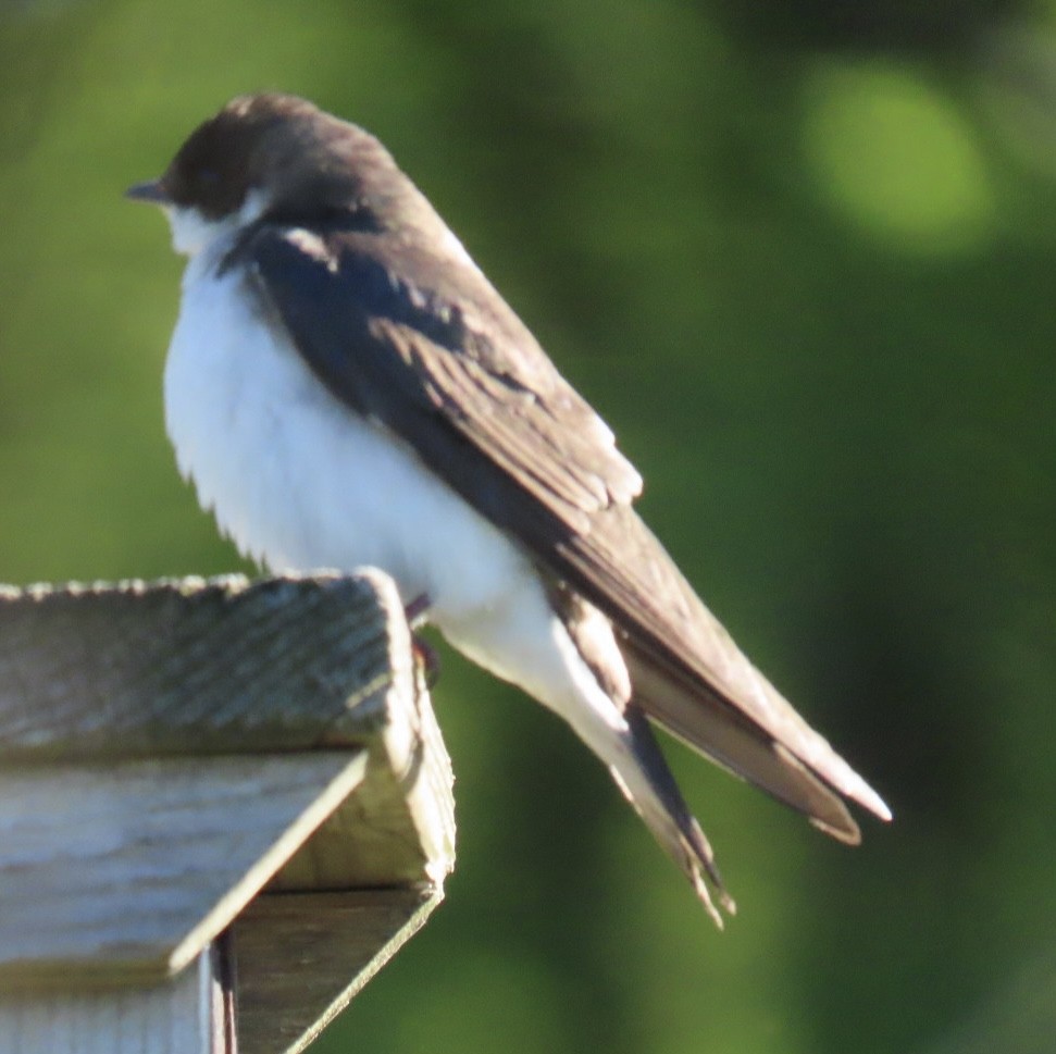 Tree Swallow - ML636521042