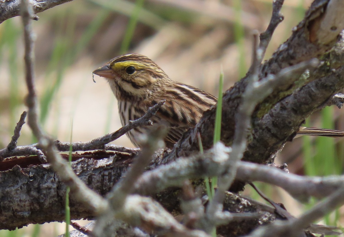 Savannah Sparrow - ML636521064