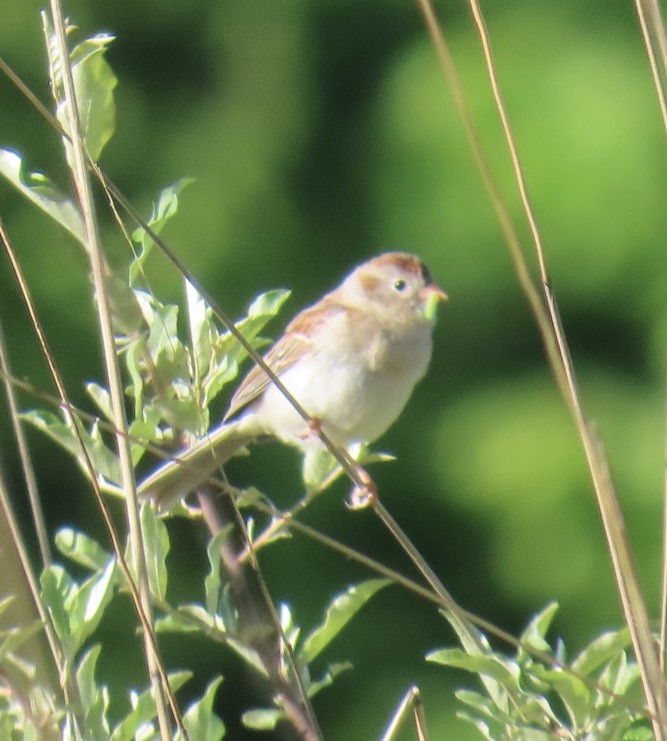 Field Sparrow - ML636521066