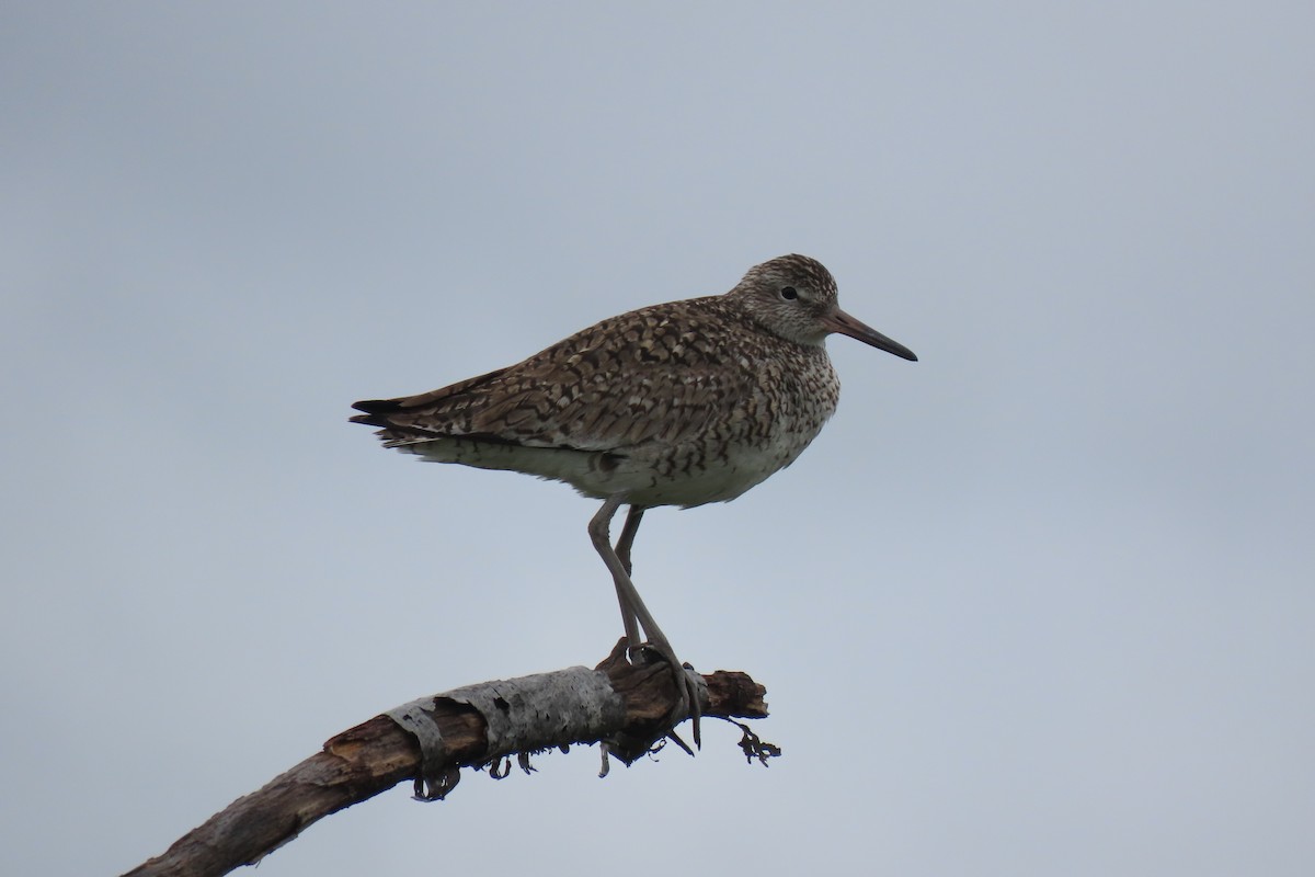 Willet - ML636521106