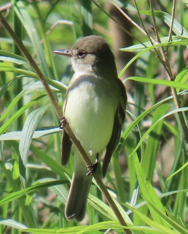 Willow Flycatcher - ML636521107