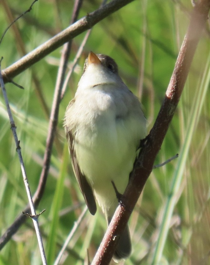 Willow Flycatcher - ML636521108