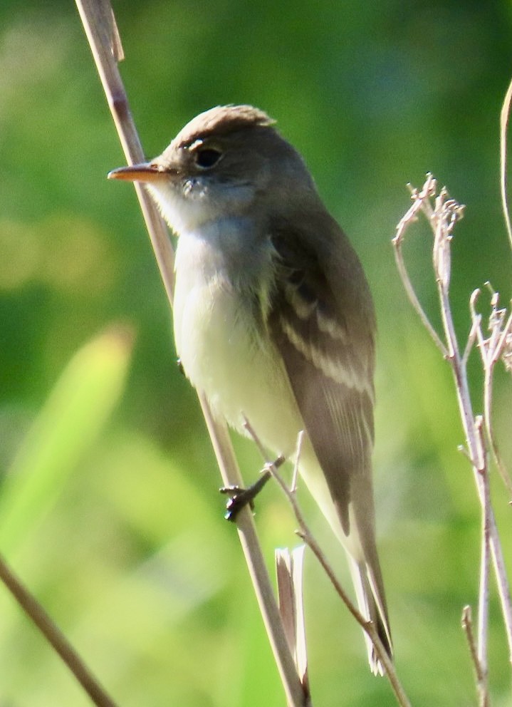 Willow Flycatcher - ML636521109