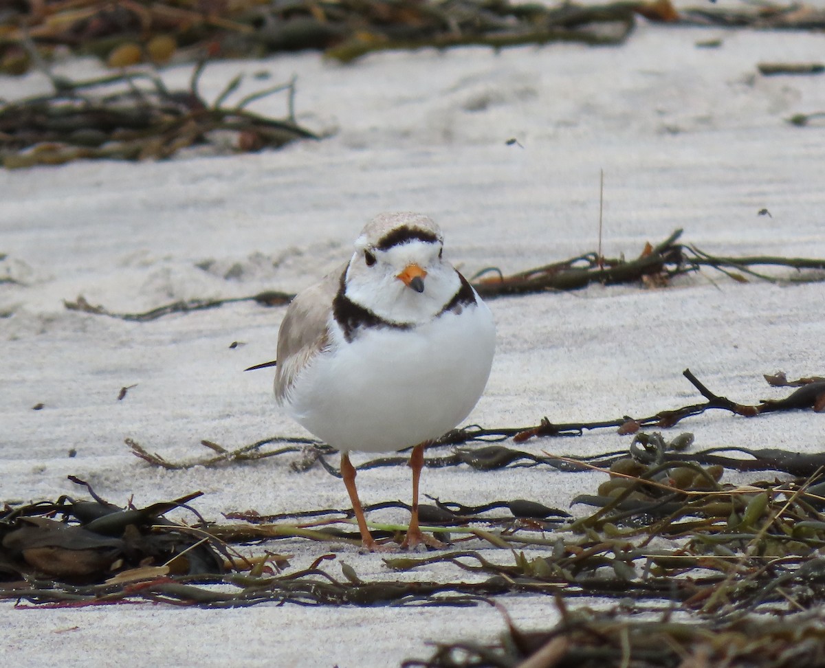 Piping Plover - ML636521124