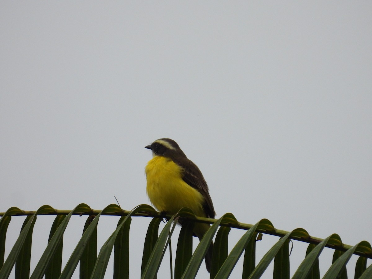 Social Flycatcher - ML636521130