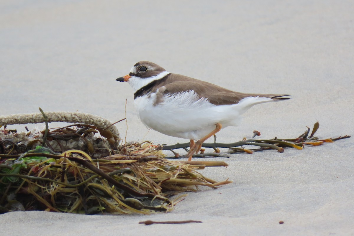 Semipalmated Plover - ML636521133