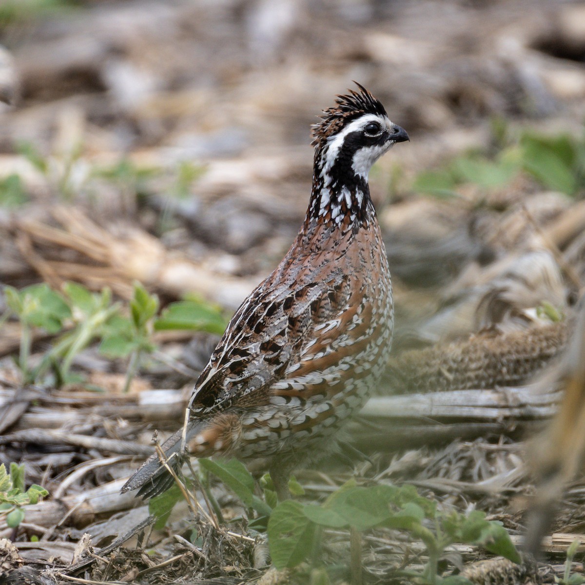 Northern Bobwhite - ML636521138
