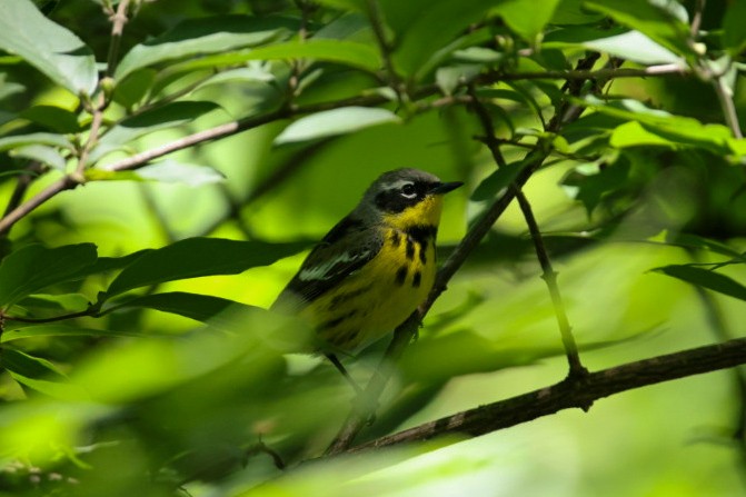 Magnolia Warbler - ML636521147