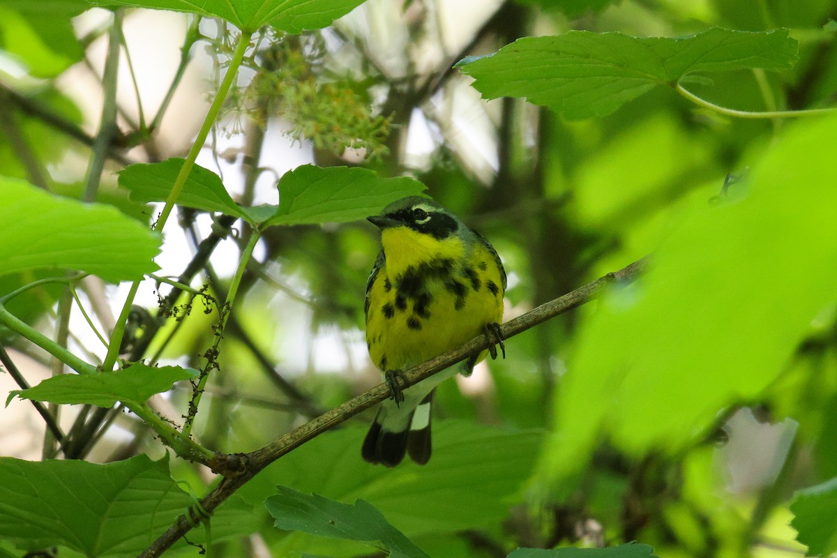 Magnolia Warbler - ML636521156