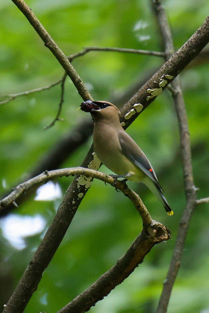 Cedar Waxwing - ML636521165