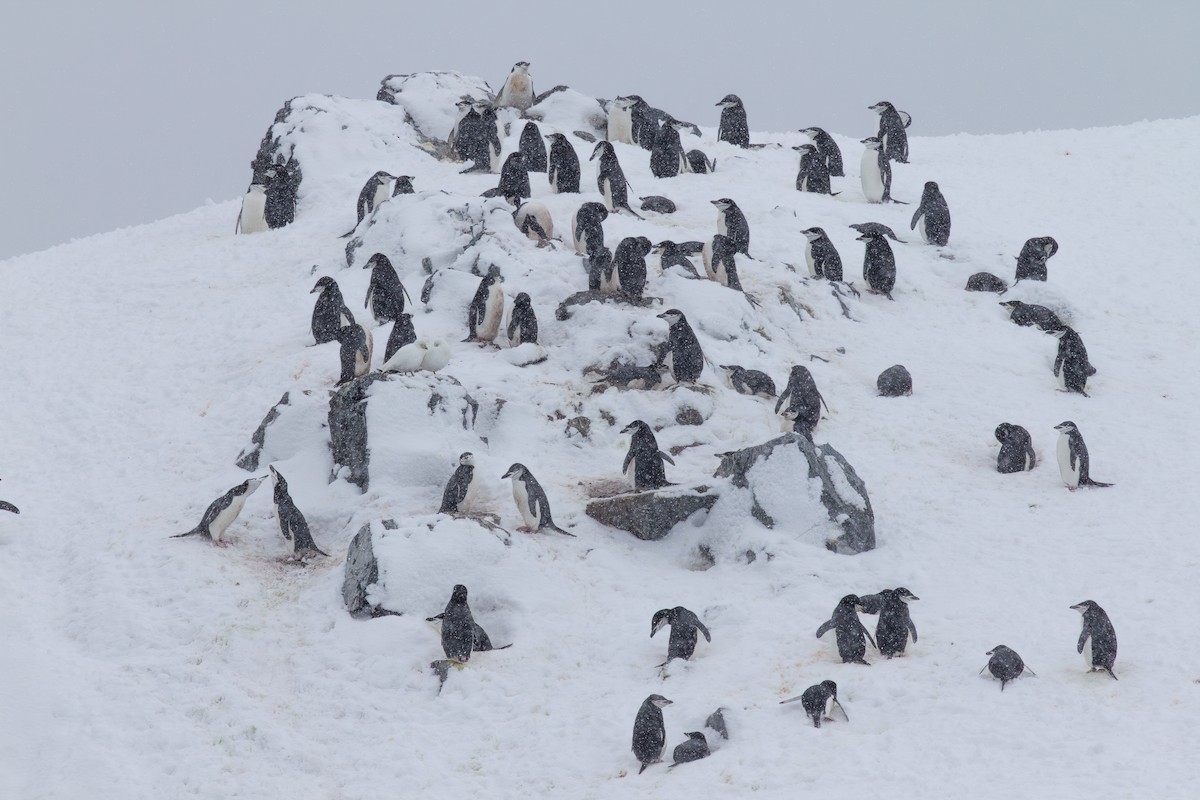 Chinstrap Penguin - ML636521166