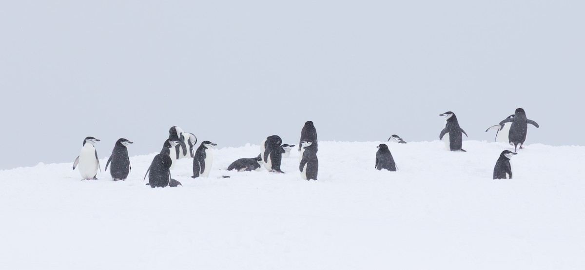 Chinstrap Penguin - ML636521183
