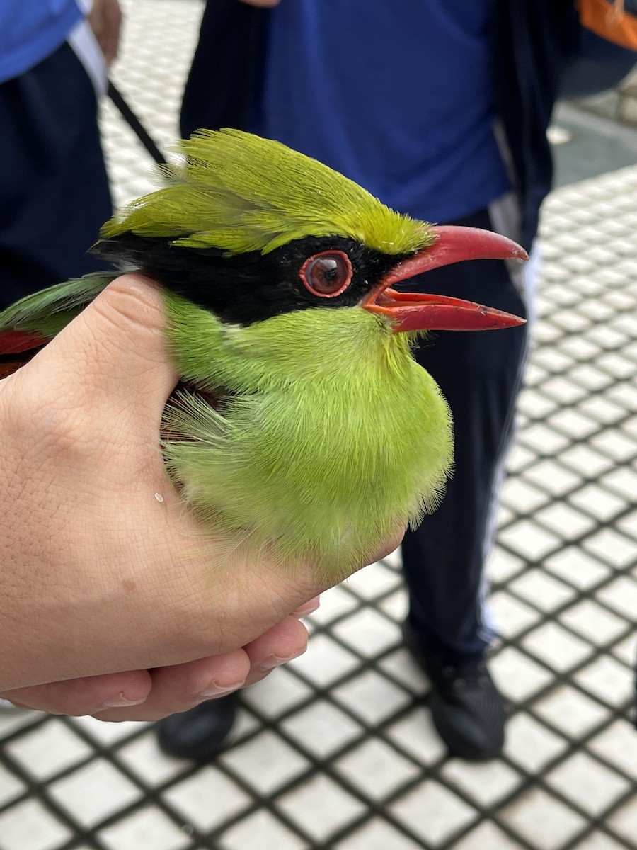 Indochinese Green-Magpie - ML636521195