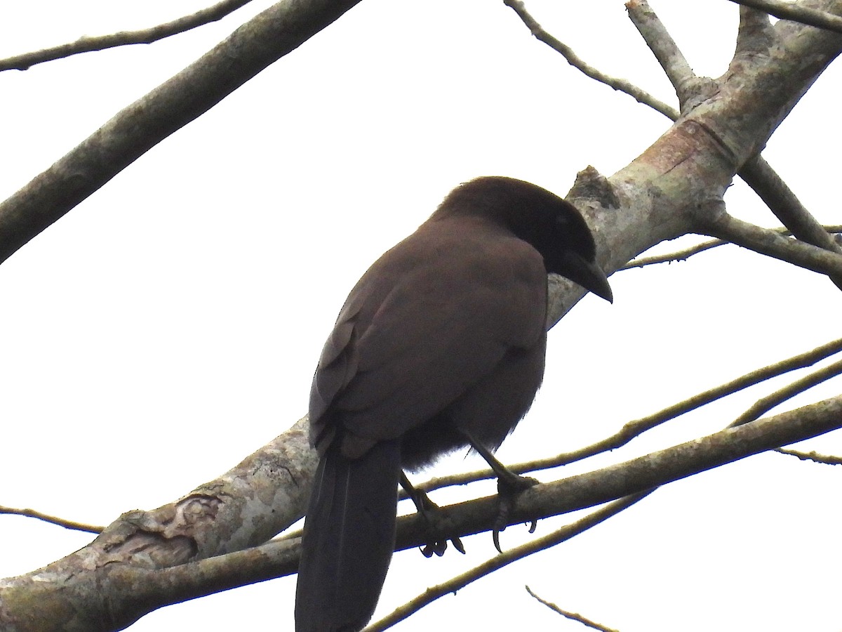 Smooth-billed Ani - ML636521208