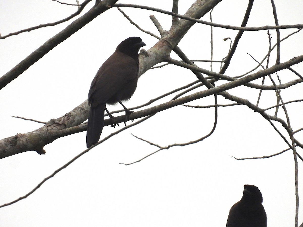 Smooth-billed Ani - ML636521209