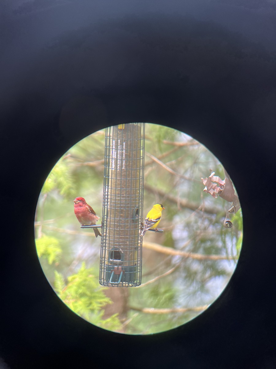 Purple Finch - ML636521218