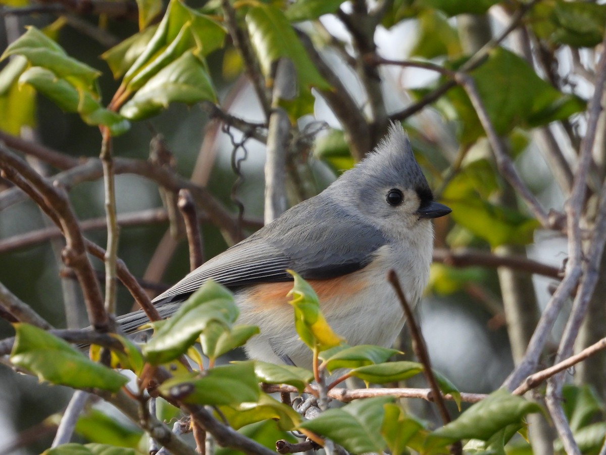 Tufted Titmouse - ML636521238