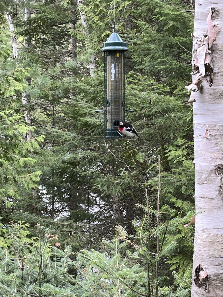 Rose-breasted Grosbeak - ML636521242