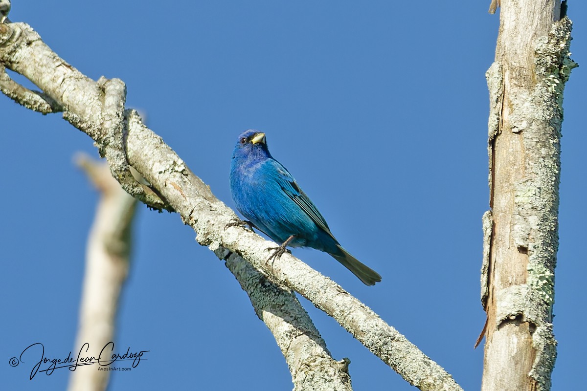 Indigo Bunting - ML636521271