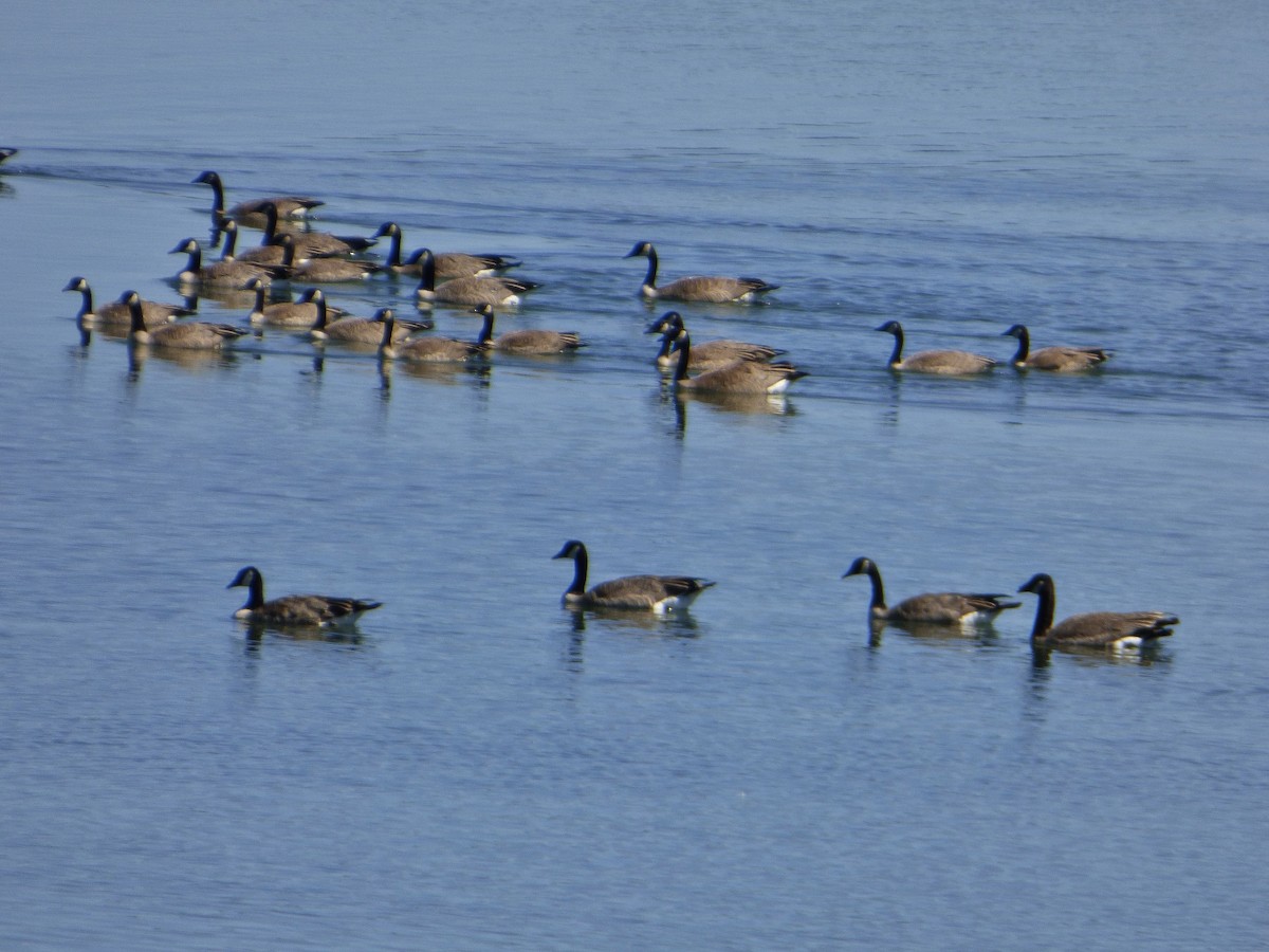 Canada Goose - Craig Johnson