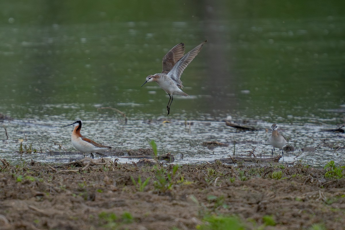 Wilson's Phalarope - ML636521321