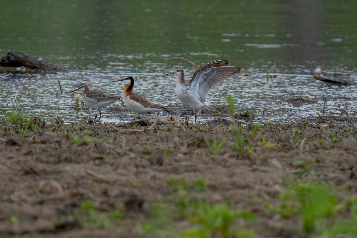 Wilson's Phalarope - ML636521322