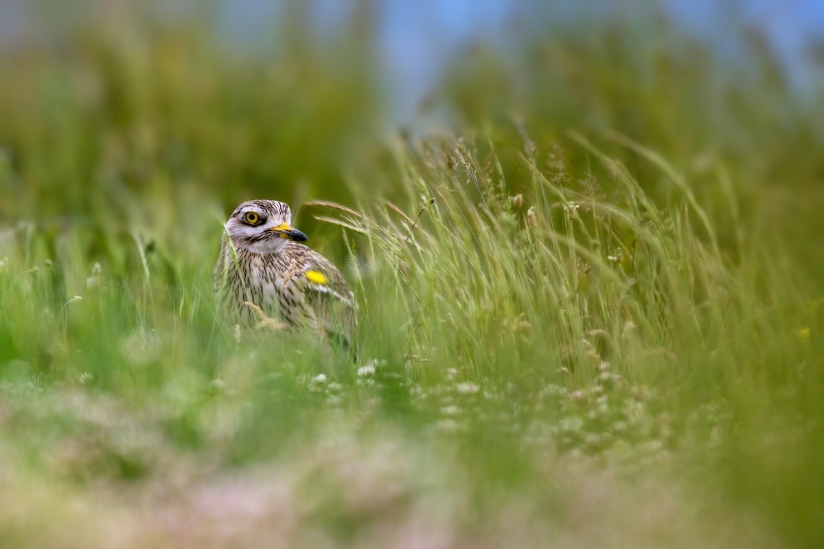 Eurasian Thick-knee - ML636521323