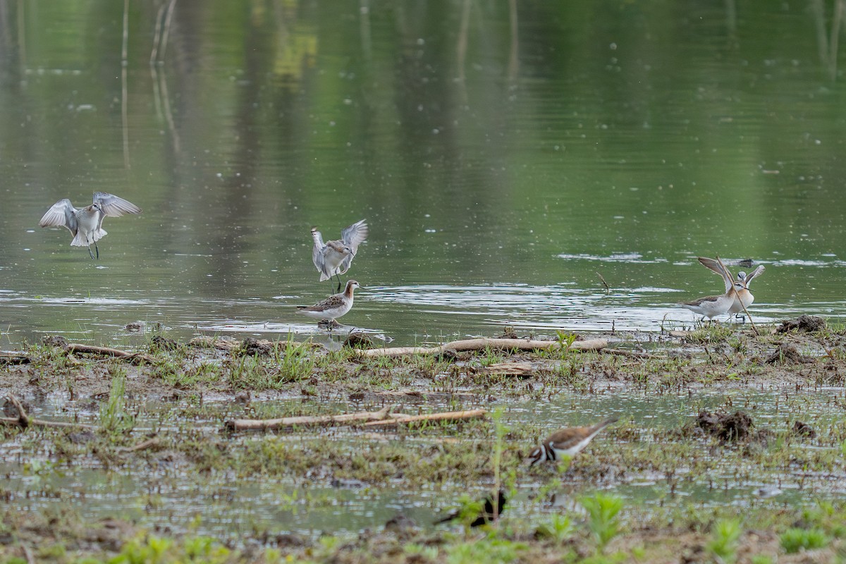Wilson's Phalarope - ML636521359