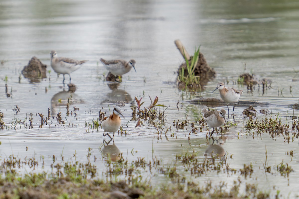 Wilson's Phalarope - ML636521372