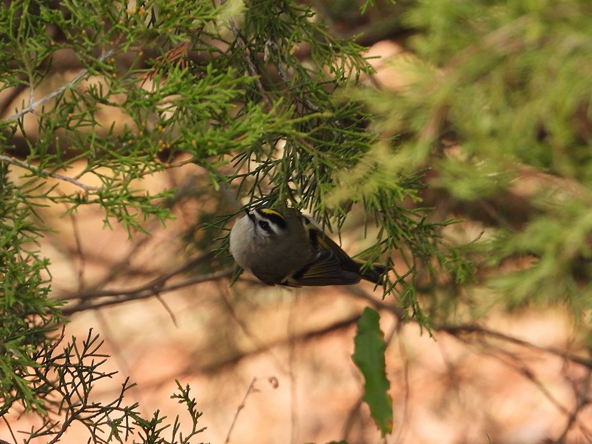 Golden-crowned Kinglet - ML636521385