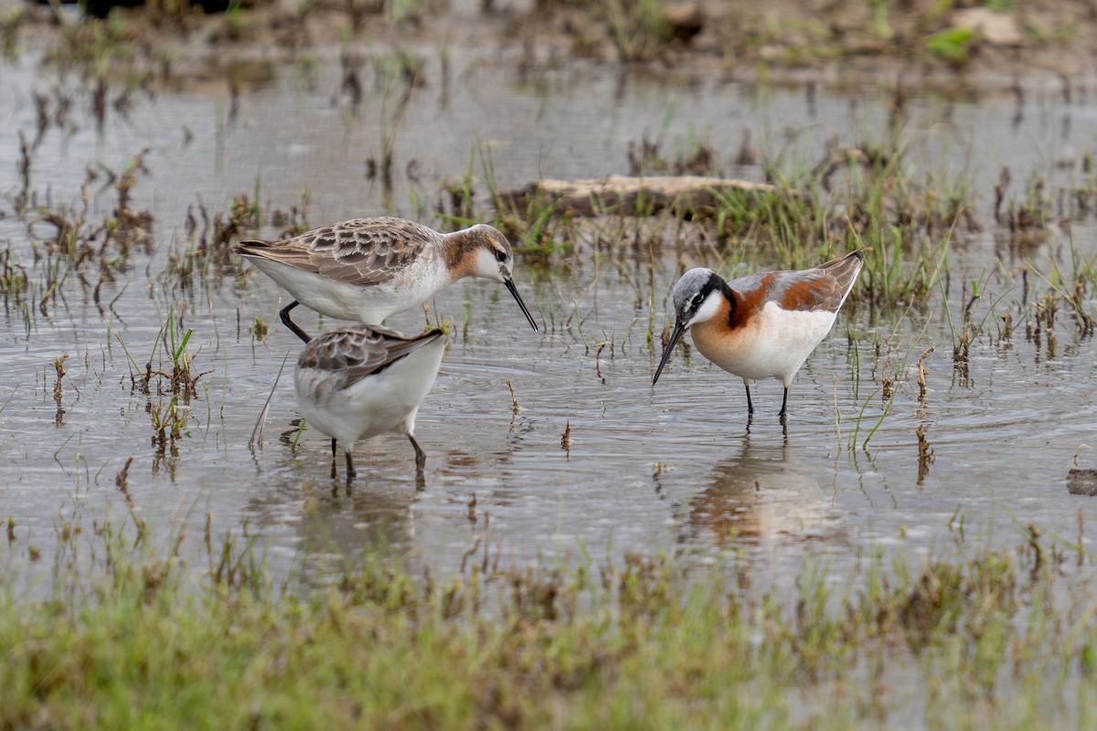 Wilson's Phalarope - ML636521401