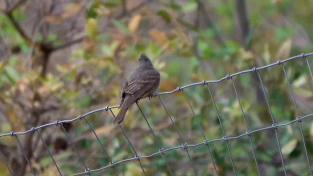 Greater Pewee - ML636521406