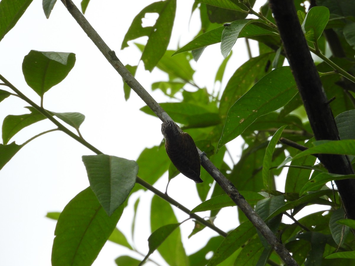 Lafresnaye's Piculet - ML636521408